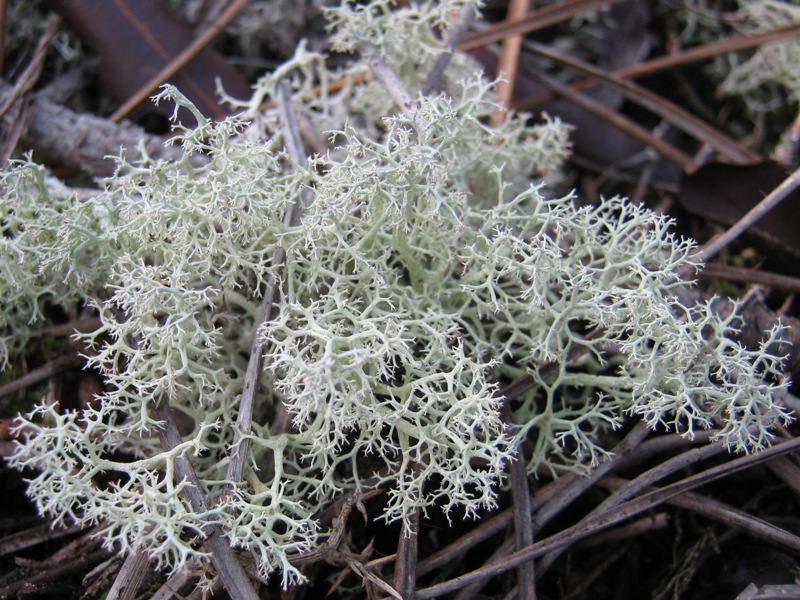 Cladonia portentosa?